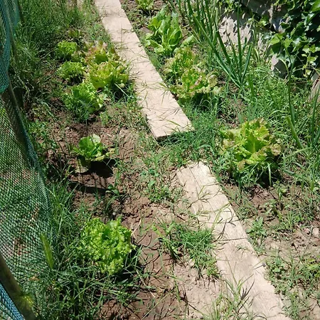 בית נופש Garden Relax וולטרה