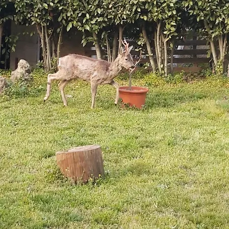 Garden Relax *